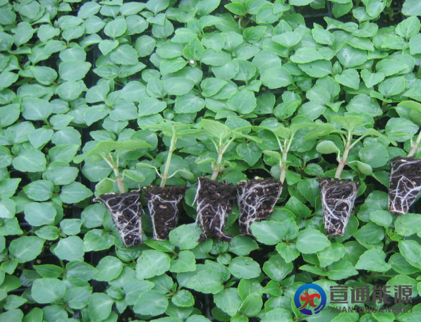 节水灌溉的优点有哪些?节水灌溉技术的7大核心优势解析